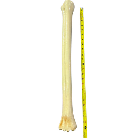 Real Giraffe Leg Bone About 24" long - Polished Giraffe Leg Bone