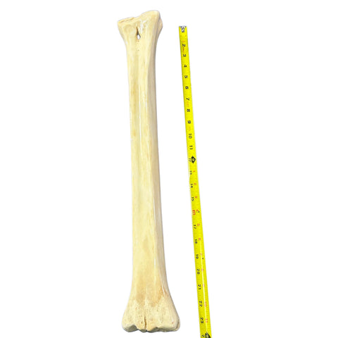 Real Giraffe Leg Bone About 23" long - Polished Giraffe Leg Bone