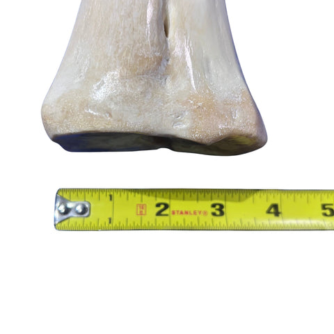 Real Giraffe Leg Bone About 24" long