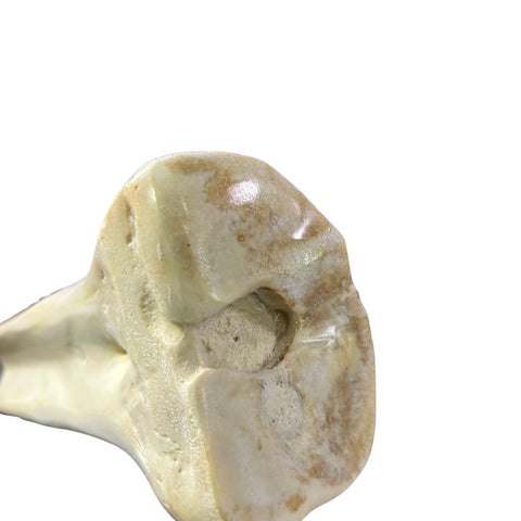 Real Giraffe Leg Bone About 23" long - Polished Giraffe Leg Bone