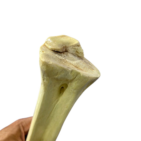 Real Giraffe Leg Bone About 24" long - Polished Giraffe Leg Bone