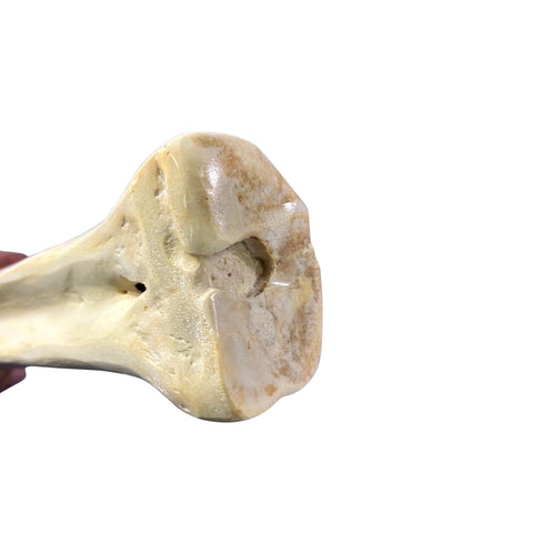 Real Giraffe Leg Bone About 23" long - Polished Giraffe Leg Bone