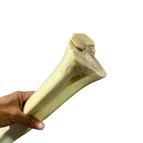 Real Giraffe Leg Bone About 24" long - Polished Giraffe Leg Bone