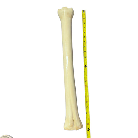 Real Giraffe Leg Bone About 24" long