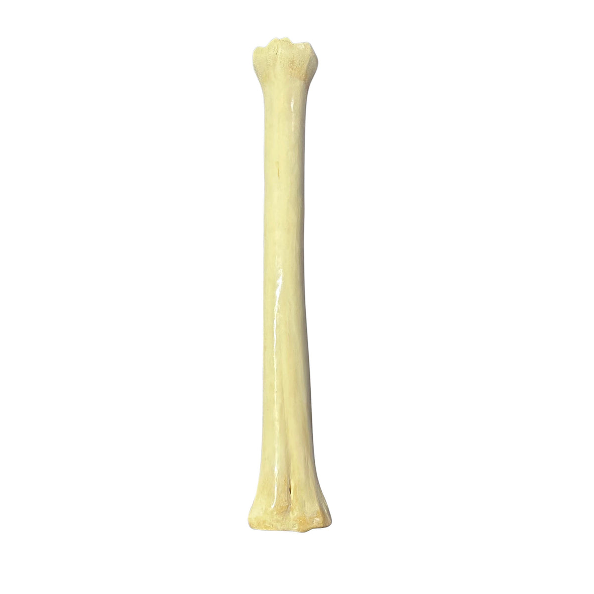 Real Giraffe Leg Bone About 24" long