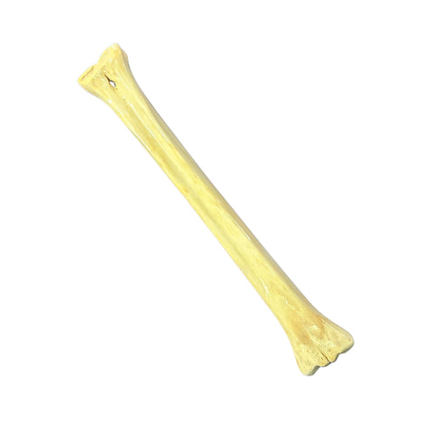 Real Giraffe Leg Bone About 23" long - Polished Giraffe Leg Bone