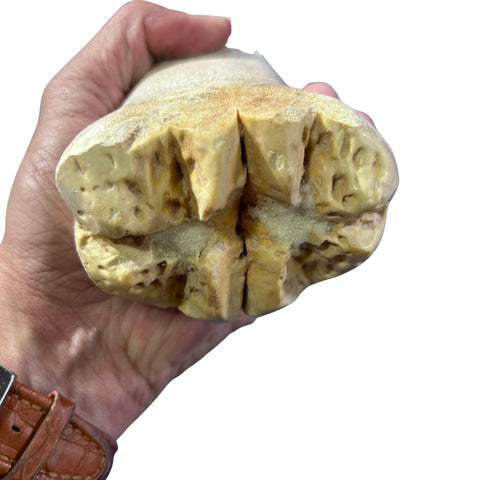 Real Giraffe Leg Bone About 24" long - Polished Giraffe Leg Bone