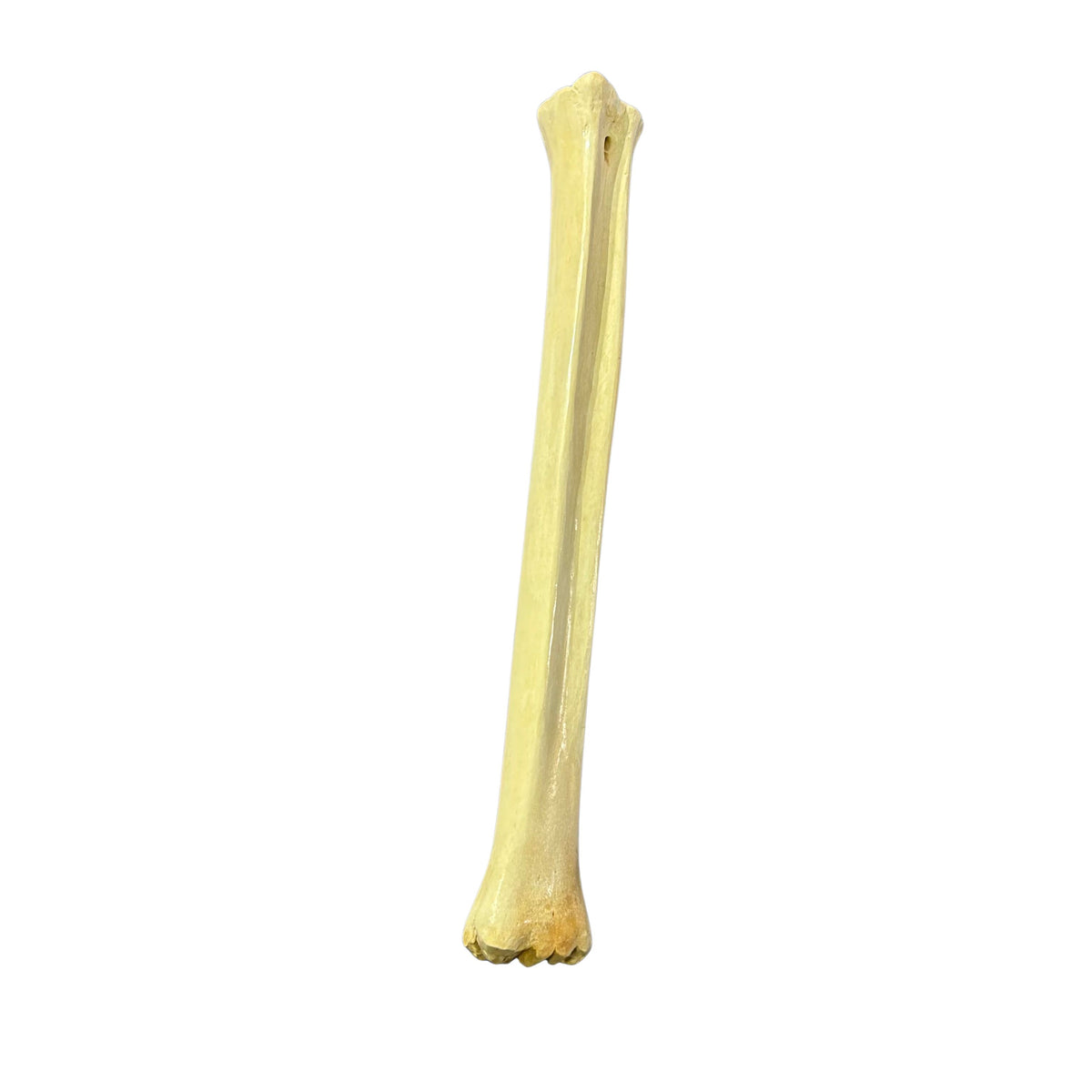 Real Giraffe Leg Bone About 24" long - Polished Giraffe Leg Bone