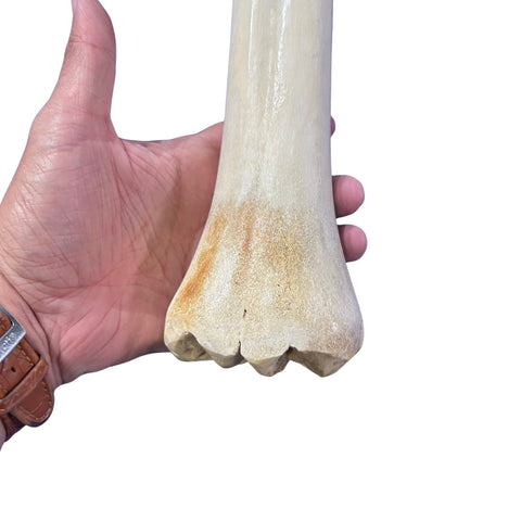 Real Giraffe Leg Bone About 24" long - Polished Giraffe Leg Bone