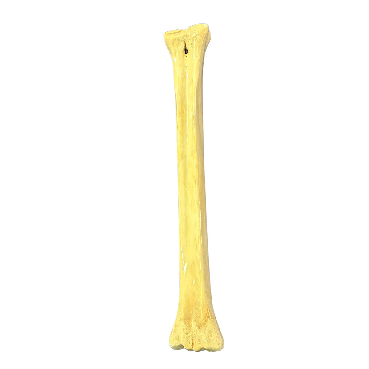 Real Giraffe Leg Bone About 23" long - Polished Giraffe Leg Bone