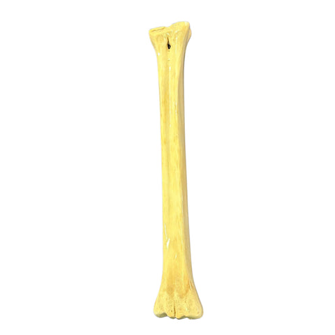 Real Giraffe Leg Bone About 23" long - Polished Giraffe Leg Bone