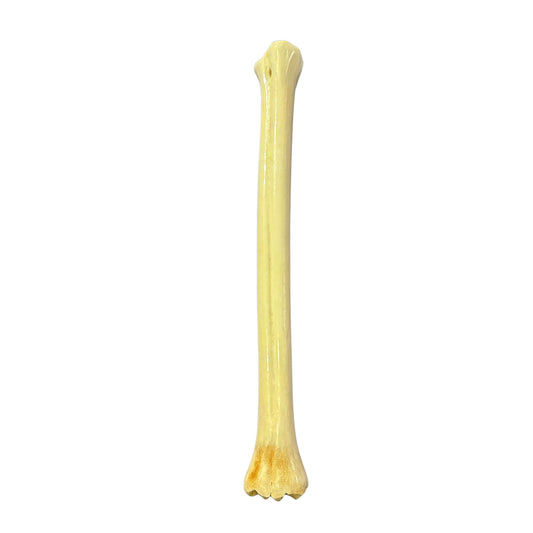 Real Giraffe Leg Bone About 24" long - Polished Giraffe Leg Bone