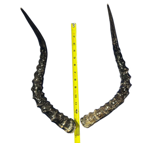 Real Impala Polished Horn Set (2 horns/left and right)