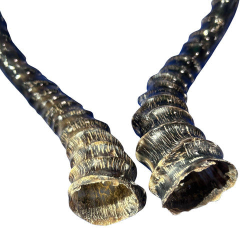 Real Impala Polished Horn Set (2 horns/left and right)