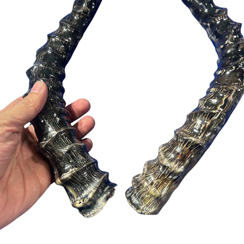 Real Impala Polished Horn Set (2 horns/left and right)