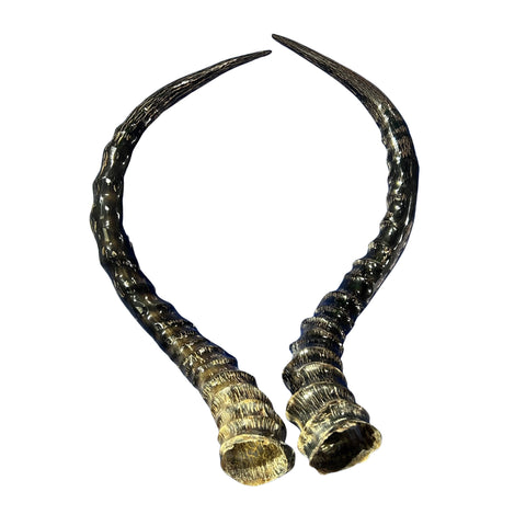Real Impala Polished Horn Set (2 horns/left and right)
