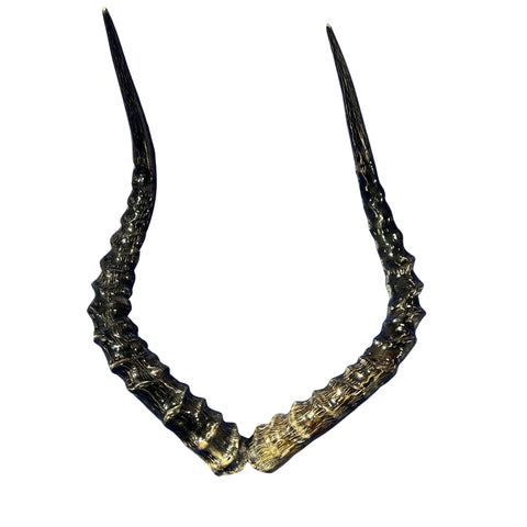 Real Impala Polished Horn Set (2 horns/left and right)
