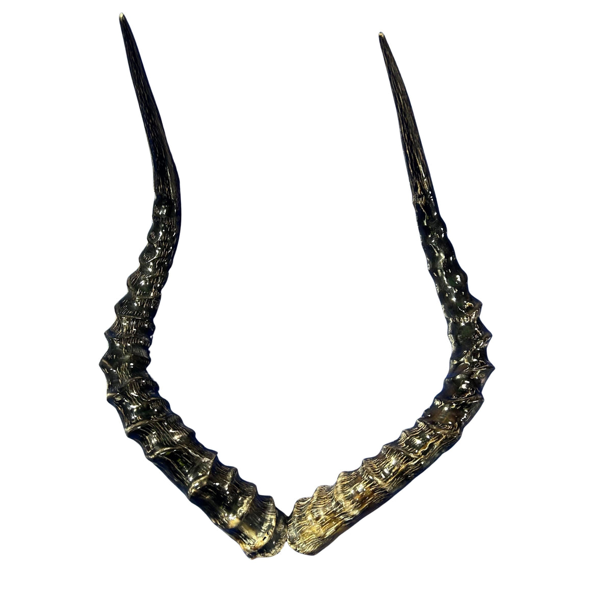 Real Impala Polished Horn Set (2 horns/left and right)