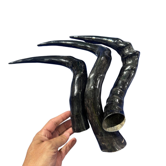 3 Red Hartebeest Horns - 3 Polished Genuine Hartebeest Antelope Horns - Real Horn Antler Arts and Crafts - Size 12" measured straight