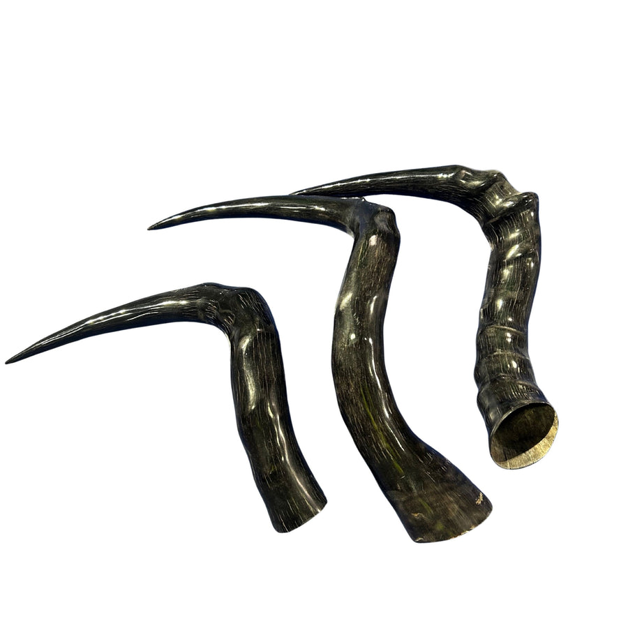 3 Red Hartebeest Horns - 3 Polished Genuine Hartebeest Antelope Horns - Real Horn Antler Arts and Crafts - Size 12" measured straight