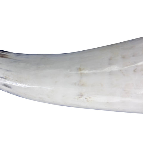 Watusi Horns Gorgeous Polished Cow Horn Set , 2 Natural Ox Horns (27" long)