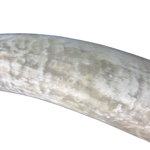 Watusi Horns Gorgeous Polished Cow Horn Set , 2 Natural Ox Horns (27" long)