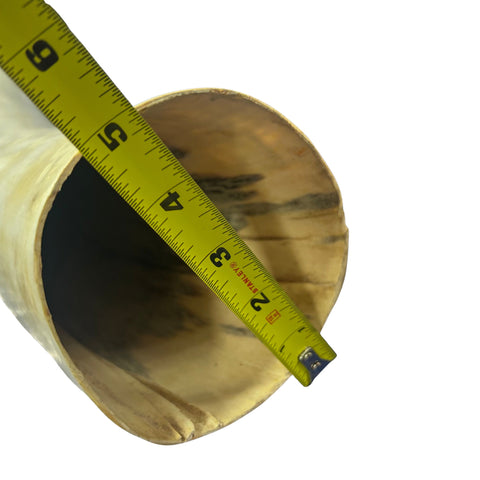 Watusi Horns Gorgeous Polished Cow Horn Set , 2 Natural Ox Horns (27" long)