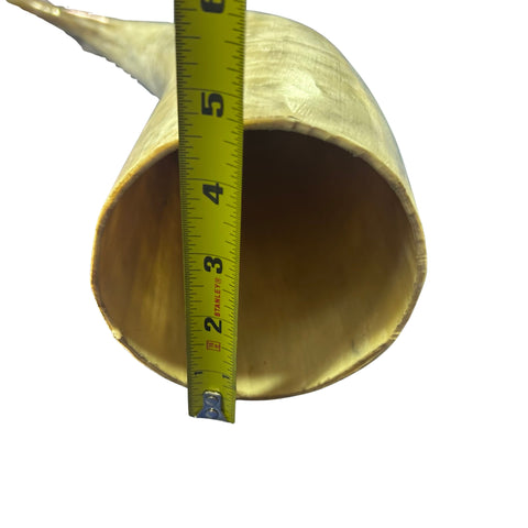 Watusi Horns Gorgeous Polished Cow Horn Set , 2 Natural Ox Horns (27" long)