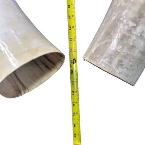 Watusi Horns Gorgeous Polished Cow Horn Set , 2 Natural Ox Horns (27" long)