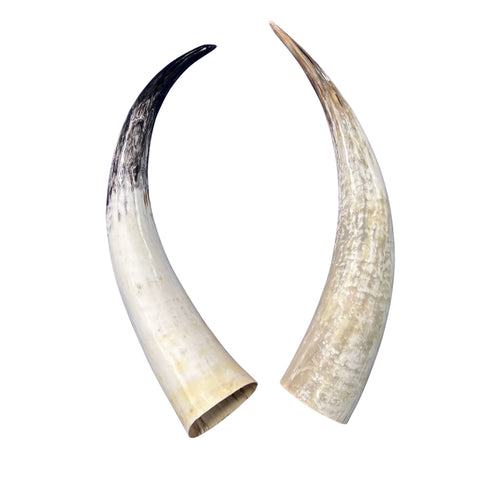 Watusi Horns Gorgeous Polished Cow Horn Set , 2 Natural Ox Horns (27" long)