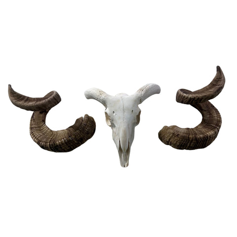 Real Ram Skull - BIG Merino Ram Skull - Size: 23"X11X8" Sheep Skull Horns Wall Art Antler Cowboy Gift, Western Decor, Horns 32 and 32.5"
