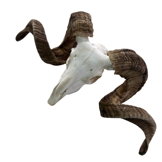 Real Ram Skull - BIG Merino Ram Skull - Size: 23"X11X8" Sheep Skull Horns Wall Art Antler Cowboy Gift, Western Decor, Horns 32 and 32.5"