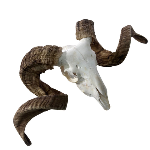 Real Ram Skull - BIG Merino Ram Skull - Size: 23"X11X8" Sheep Skull Horns Wall Art Antler Cowboy Gift, Western Decor, Horns 32 and 32.5"