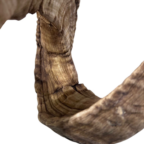 Real Ram Skull - BIG Merino Ram Skull - Size: 23"X11X8" Sheep Skull Horns Wall Art Antler Cowboy Gift, Western Decor, Horns 32 and 32.5"