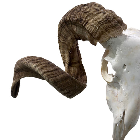 Real Ram Skull - BIG Merino Ram Skull - Size: 23"X11X8" Sheep Skull Horns Wall Art Antler Cowboy Gift, Western Decor, Horns 32 and 32.5"