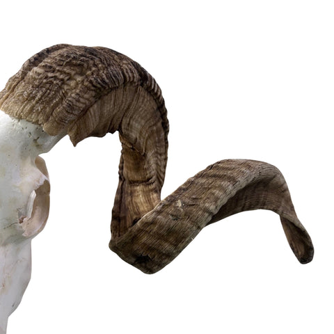 Real Ram Skull - BIG Merino Ram Skull - Size: 23"X11X8" Sheep Skull Horns Wall Art Antler Cowboy Gift, Western Decor, Horns 32 and 32.5"
