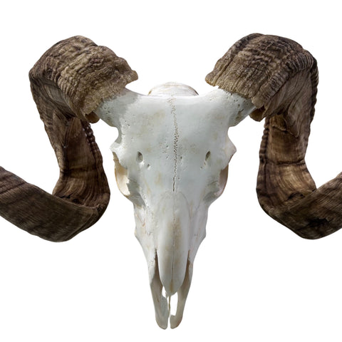 Real Ram Skull - BIG Merino Ram Skull - Size: 23"X11X8" Sheep Skull Horns Wall Art Antler Cowboy Gift, Western Decor, Horns 32 and 32.5"