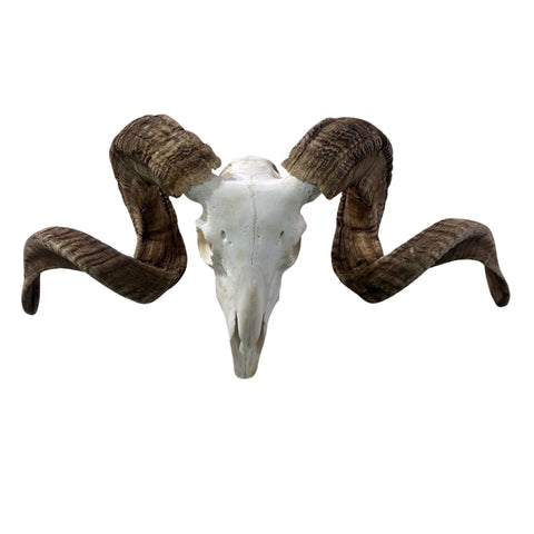 Real Ram Skull - BIG Merino Ram Skull - Size: 23"X11X8" Sheep Skull Horns Wall Art Antler Cowboy Gift, Western Decor, Horns 32 and 32.5"