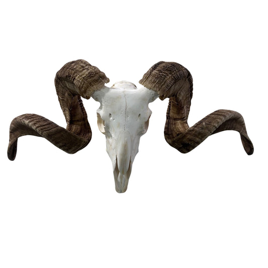 Real Ram Skull - BIG Merino Ram Skull - Size: 23"X11X8" Sheep Skull Horns Wall Art Antler Cowboy Gift, Western Decor, Horns 32 and 32.5"