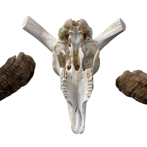 Real Ram Skull - BIG Merino Ram Skull - Size: 23"X11X8" Sheep Skull Horns Wall Art Antler Cowboy Gift, Western Decor, Horns 32 and 32.5"