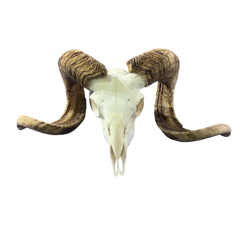 Real Ram Skull - BIG Merino Ram Skull - Size: 24"X13X8" Sheep Skull Horns Wall Art Antler Cowboy Gift, Western Decor, Horns 29 and 29.5"