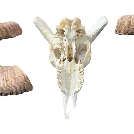 Real Ram Skull - Merino Ram Skull - Size: 18"X13X8" Sheep Skull Horns Wall Art Antler Cowboy Gift, Western Decor, 25" and 27.5" horns
