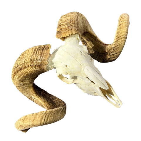Real Merino Ram Skull – Detachable Horns, Western Wall Art, Cowboy Decor