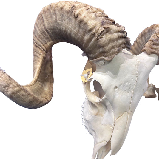 Real Ram Skull - Merino Ram Skull - Size: 24"X12X7" Sheep Skull Horns Wall Art Antler Cowboy Gift, Western Decor, 27" horns