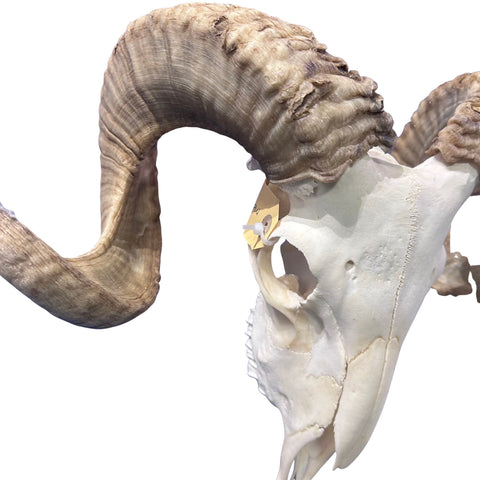 Real Ram Skull - Merino Ram Skull - Size: 24"X12X7" Sheep Skull Horns Wall Art Antler Cowboy Gift, Western Decor, 27" horns