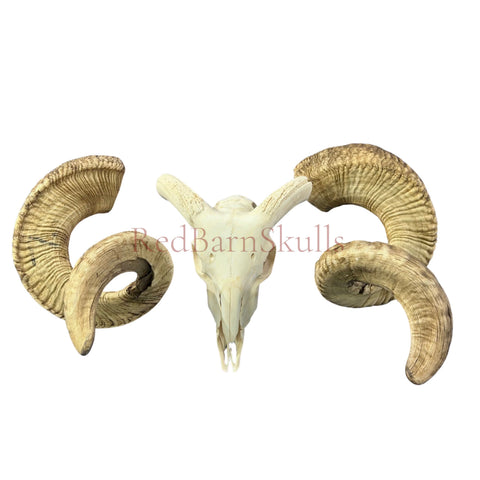 Real Ram Skull - BIG Merino Ram Skull - Size: 27"X13X9" Sheep Skull Horns Wall Art Antler Cowboy Gift, Western Decor, Horns 36 and 37"