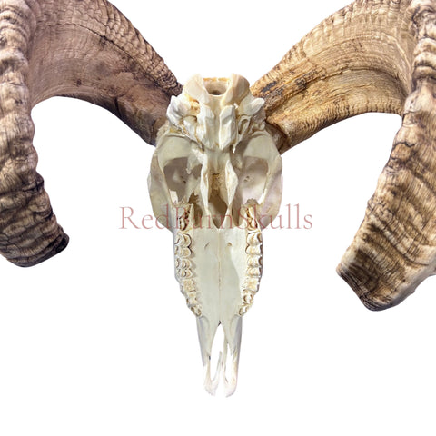 Real Ram Skull - BIG Merino Ram Skull - Size: 27"X13X9" Sheep Skull Horns Wall Art Antler Cowboy Gift, Western Decor, Horns 36 and 37"