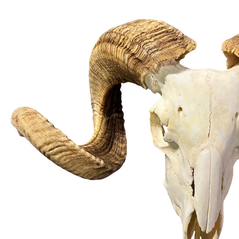 Real Merino Ram Skull – Detachable Horns, Western Wall Art, Cowboy Decor