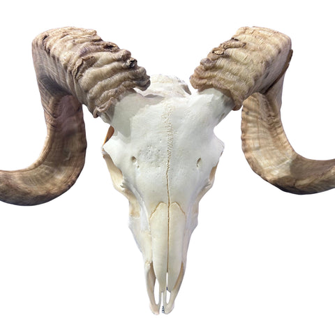 Real Ram Skull - Merino Ram Skull - Size: 24"X12X7" Sheep Skull Horns Wall Art Antler Cowboy Gift, Western Decor, 27" horns