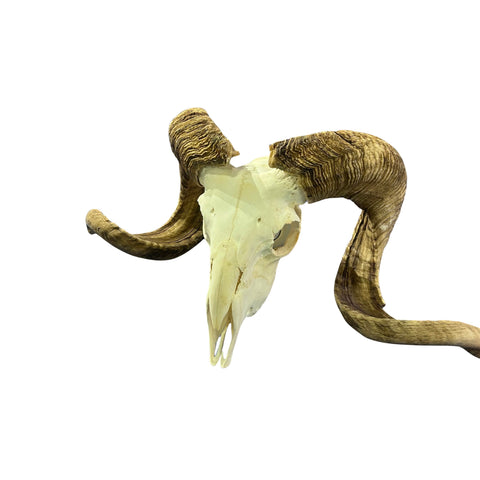 Real Ram Skull - BIG Merino Ram Skull - Size: 24"X13X8" Sheep Skull Horns Wall Art Antler Cowboy Gift, Western Decor, Horns 29 and 29.5"